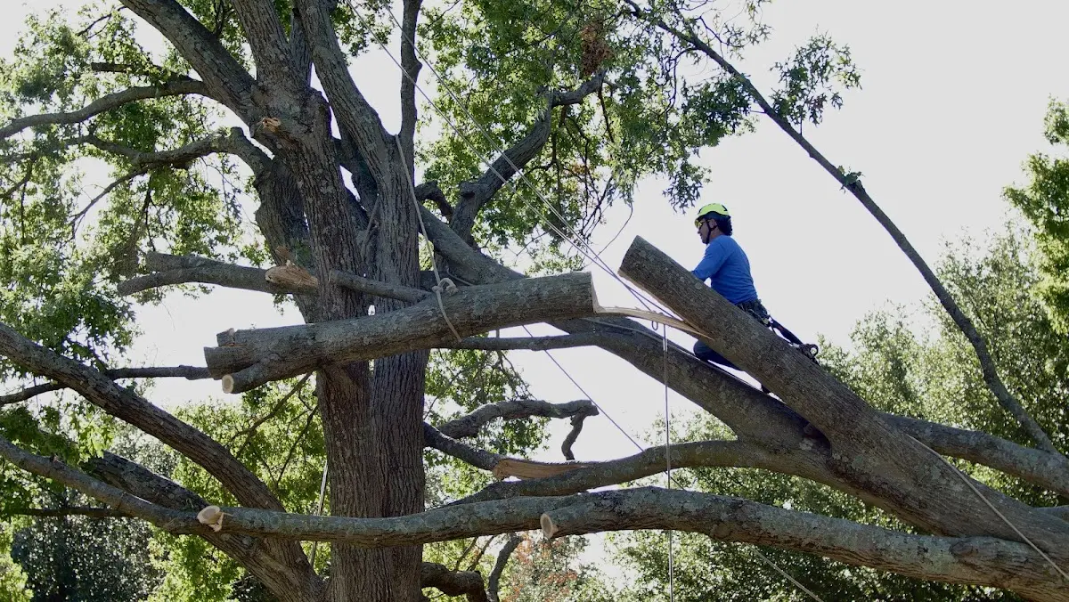 Professional Crown Thinning performed by certified arborists in Brownton